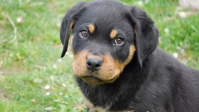 Un chiot (photo d'illustration)