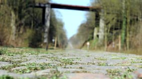 De l'herbe pousse au milieu des pavés sur la Trouée d'Arenberg, le 2 avril 2012, empruntée chaque année par les coureurs cyclistes lors de la classique de Paris-Roubaix