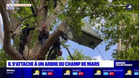 Un militant accroché à un arbre du Champ de Mars demande le retrait du projet de réaménagement