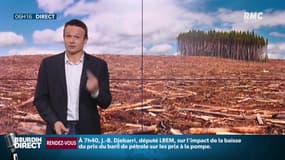 Déforestation: Chaque année, la France consomme la superficie de la Bretagne pour la consommation de papier, d'huile de palme et, surtout, de soja.