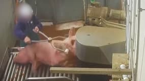 L214 a publié plusieurs vidéos choquantes prises au sein de l'abattoir Saint-Romain-de-Popey.