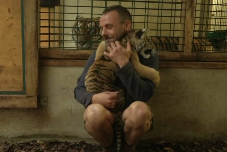 Le petit tigre est encore trop proche de l'homme Le petit tigre est encore trop proche de l'homme