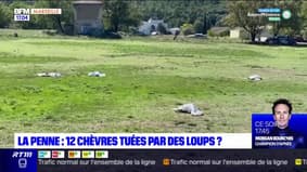Bouches-du-Rhône: une attaque de loups à l'origine de la mort de douze chèvres à la Penne-sur-Huveaune?