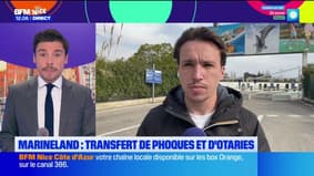 Marineland: interrogations autour de l'orque Wiki qui a pris 400 kg cet hiver