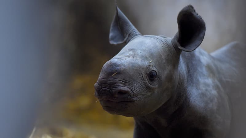 Un rhinocéros au zoo d'Arcachon en 2019. 