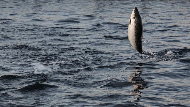 Un saumon dans un cours d'eau norvégien.