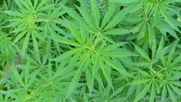 Le jardinier de 44 ans, porte-parole des Cannabis social clubs, prône la dépénalisation du cannabis (Photo d'illustration).