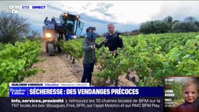 Des vendanges précoces dans l'Hérault cette année