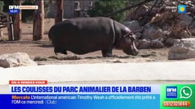 On a RDV au Par animalier de la Barben, avec les hippopotames et les watusi