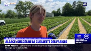 Bas-Rhin: la cueillette des fraises débute en avance