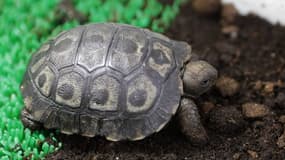 "Darwin", la première tortue des Galápagos née en captivité en France à Ajaccio, sur l'île méditerranéenne française de Corse, le 12 août 2024.