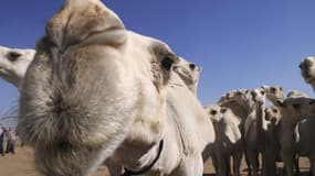 Un nouveau chameau va être offert par les autorités maliennes à François Hollande pour remplacer celui qui avait fini à la casserole après avoir été donné en cadeau au président français lors de sa visite à Bamako en février dernier. /Photo d'archives/REU