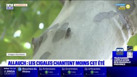 Bouches-du-Rhône: les cigales chantent moins cet été à cause de la chaleur