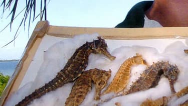 Les hippocampes séchés sont notamment utilisés dans la pharmacopée traditionnelle chinoise. (Photo d'illustration) - AF