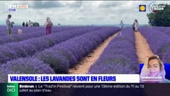 Haute-Provence: les lavandes en fleur sur le plateau de Valensole