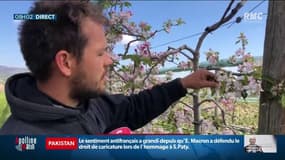 "Tout le travail qui a été fait depuis le début du printemps est perdu": le désespoir des agriculteurs après les épisodes de gel