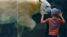 Un ours polaire au zoo de Mulhouse le 28 août 2020