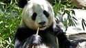 La fabrication de papier à partir du bambou nécessite d'en éliminer le fructose afin d'extraire les fibres: une étape qui intervient naturellement dans l'appareil digestif du panda