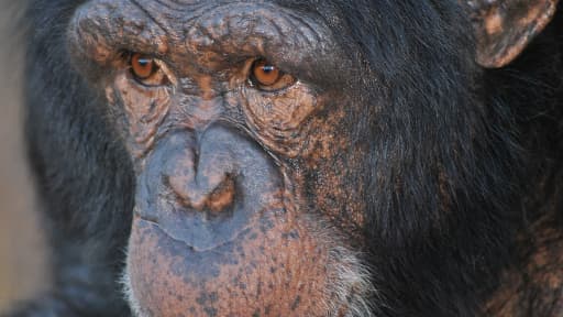 Chimpanzé d'Afrique du Sud