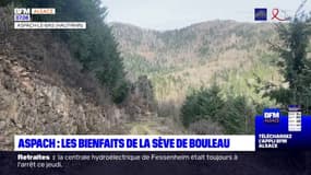 Alsace: les bienfaits de la sève de Bouleau