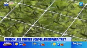 Verdon: les truites vont-elles disparaître?