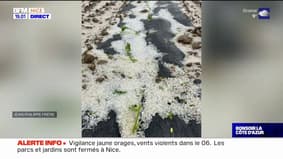 Grêle dans les Alpes-Maritimes: des agriculteurs touchés, les habitants surpris 