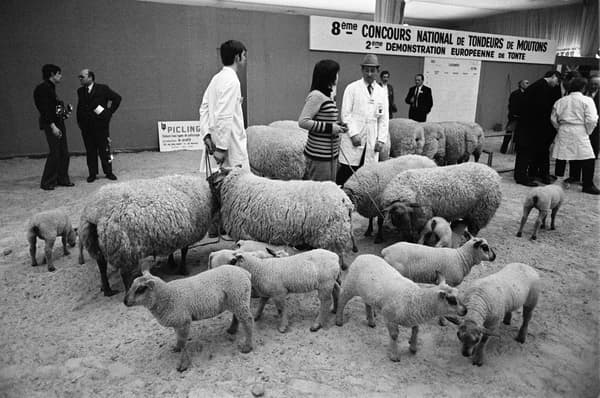 Une famille de moutons lors du Salon international de l'agriculture, le 05 mars 1972.