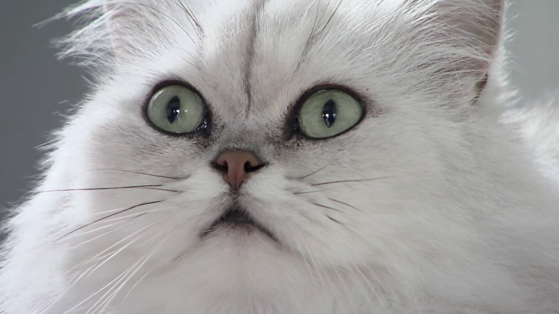 LA VIE SECRÈTE DES CHATS