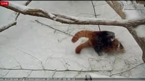 Blizzard : Les pandas roux s’amusent dans la neige