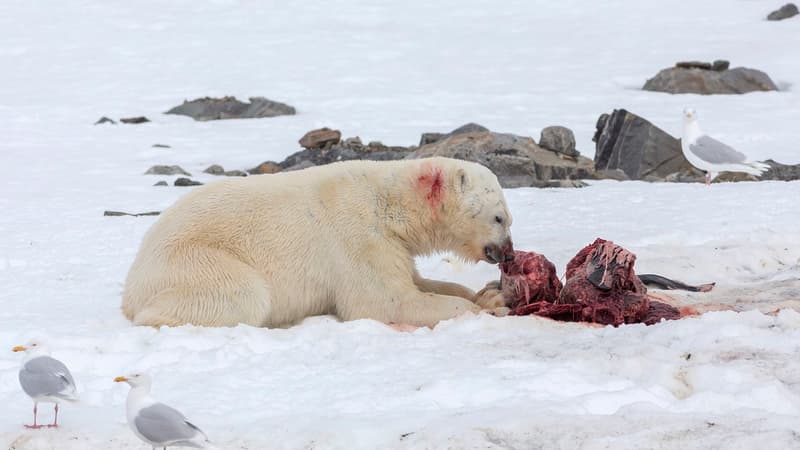 Des ours polaires ont été vus pour la première fois en train de dévorer des dauphins dans l'Arctique