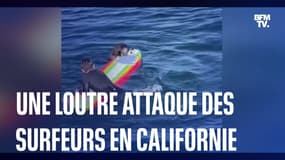 En Californie, cette loutre terrorise des surfeurs et tente de voler leur planche