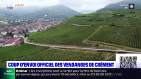 Alsace: les vendanges de Crémant débutent officiellement ce lundi