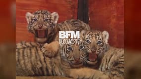 Ces sept bébés tigres fêtent leurs deux mois