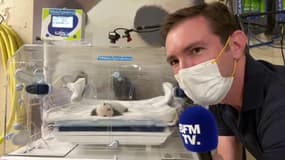 À la découverte des bébés pandas du ZooParc de Beauval