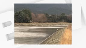 Photo d'un troupeau de mouton tombés à l'eau à Manosque et secourus par les sapeurs-pompiers du département des Alpes-de-Haute-Provence, le 27 janvier 2025.