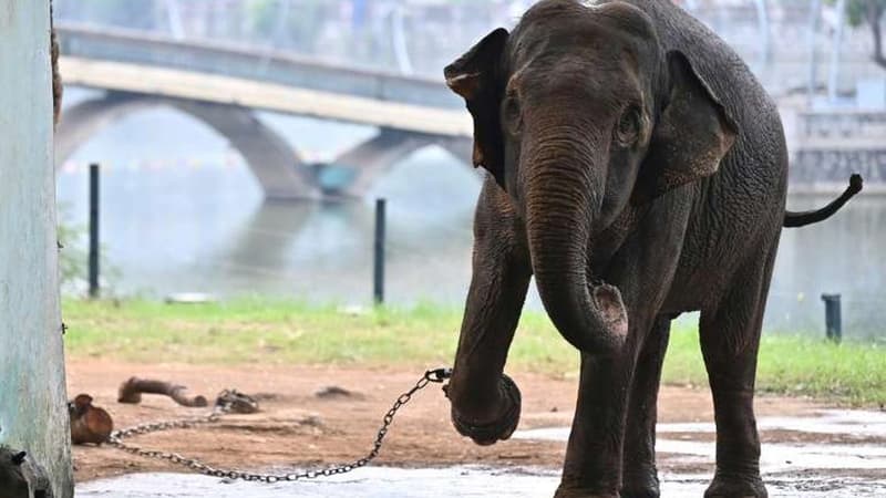Vietnam: deux éléphantes âgées enchaînées dans un zoo émeuvent le pays