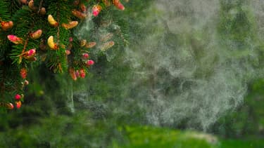 Un arbre expulse ses pollens