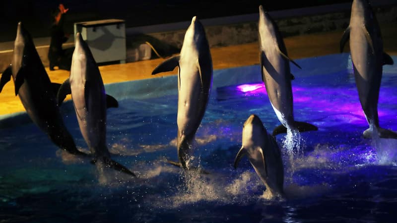 Des dauphins au Marineland d'Antibes en décembre 2016