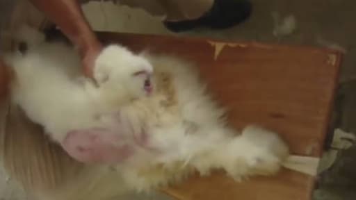 H&M a annoncé l'arrêt de la production d'articles contenant de la fourrure angora, à cause des tortures infligées à des lapins en Chine.