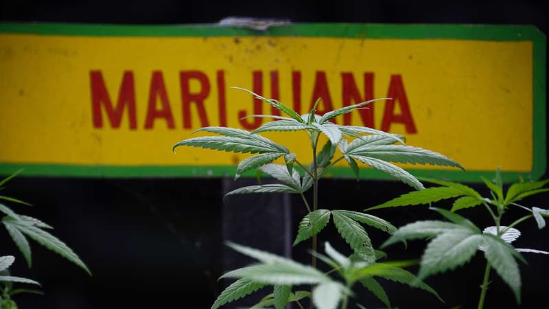 Les médicaments et autres produits à base de cannabis sont désormais autorisés à la vente pour les patients atteints de graves maladies en Croatie. (Photo d'illustration)