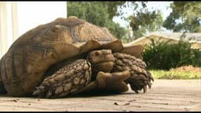 Une tortue géante en fugue retrouvée à 800 mètres de chez elle