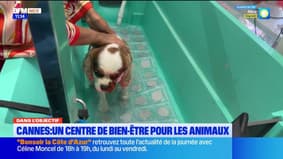 Dans l'objectif : les alpes maritimes, eldorado canin