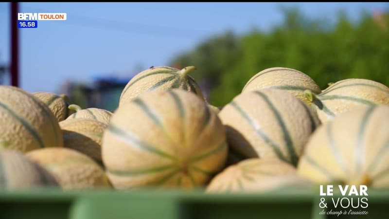 Le Var & Vous, du champ à l’assiette : les melons