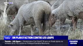 Dans le massif du Taillefer, cet éleveur de brebis doit s'adapter face à la présence du loup