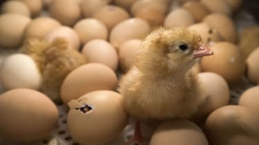 Un poussin parmi des oeufs dans un incubateur au Salon de l'Agriculture à Paris, le 26 février 2017. (Photo d'illustration)
