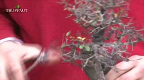 L'art du bonsaï : d'où viennent les bonsaïs Truffaut ?