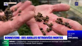 Marseille: un millier d'abeilles retrouvées mortes