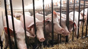 95% de la viande porcine consommée en France est produite dans ces élevages.