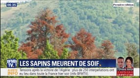 Sécheresse: dans les Vosges, les sapins meurent de soif