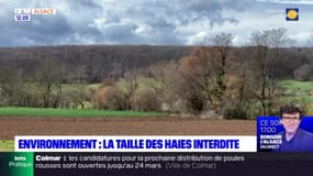 Alsace: la taille des haies est interdite dès ce mercredi pour protéger la biodiversité 
